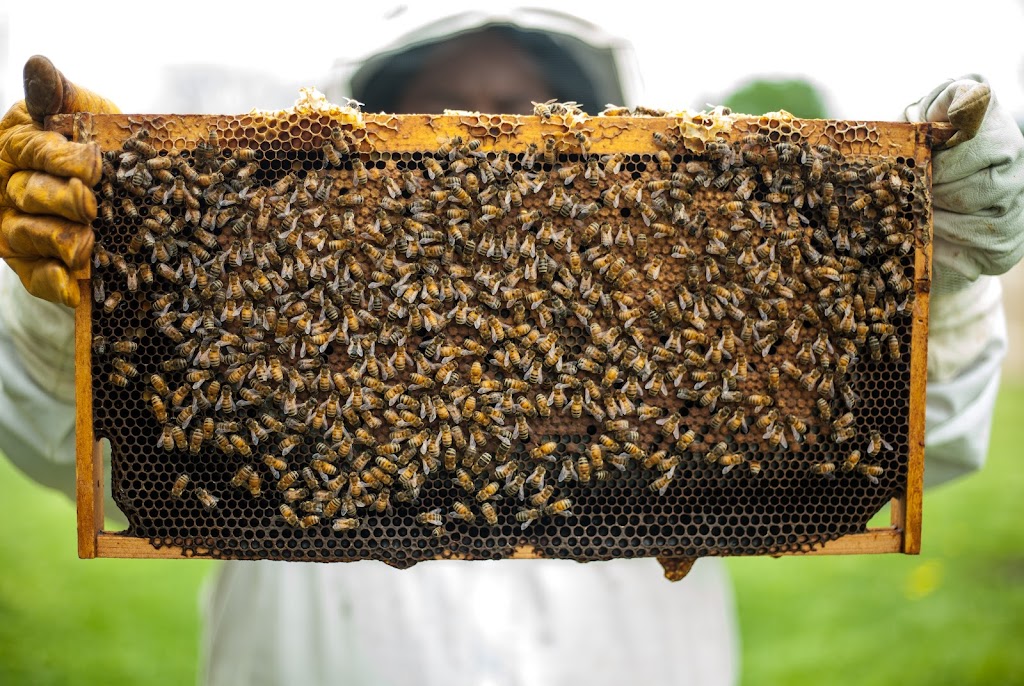 Beelife Beekeeping | point of interest | Hillcrest Rd, Eltham North VIC 3095, Australia | 0411722138 OR +61 411 722 138