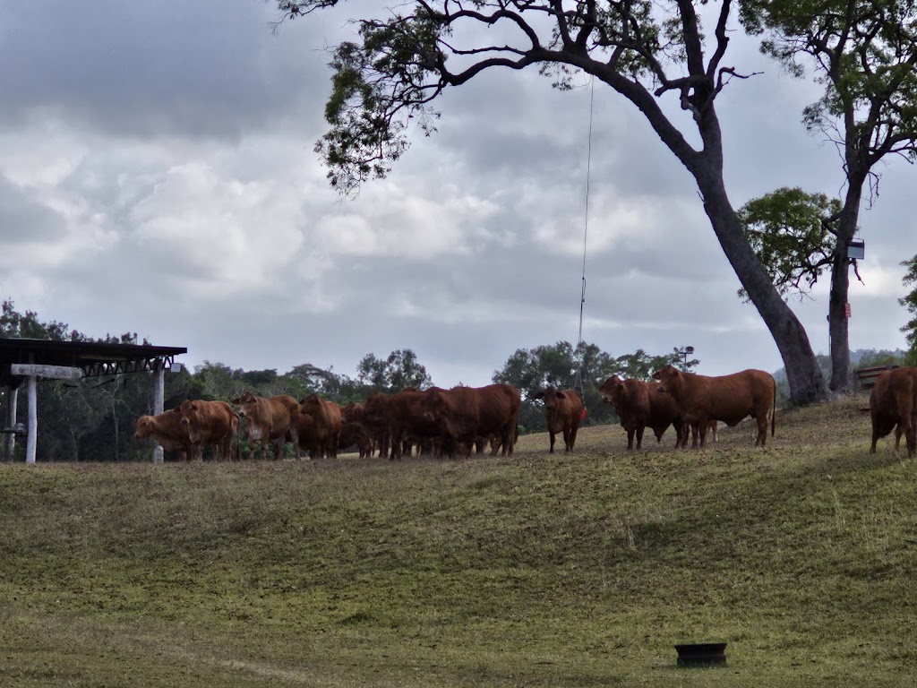 Cattle Camp, Sarina Qld | 182 W Plane Creek Rd, Sarina QLD 4737, Australia | Phone: 0488 546 370