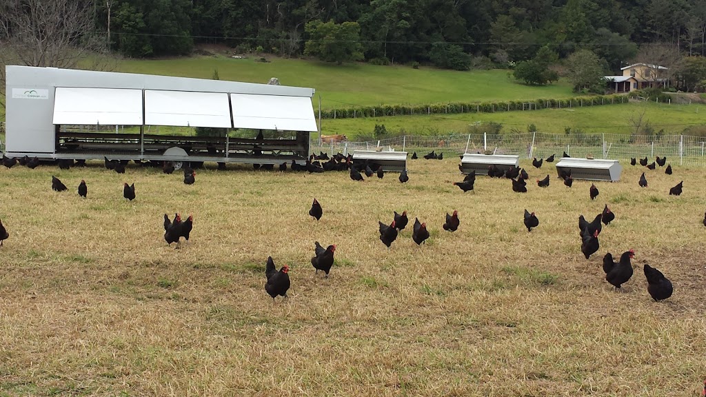 Waterfall Produce (Healthy Beef,Eggs & Farm Experiences) | store | 128F Fridays Creek Rd, Upper Orara NSW 2450, Australia | 0438000992 OR +61 438 000 992