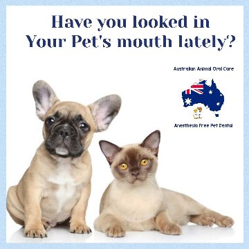 Australian Animal Oral Care |  | 17 River Rd, Millgrove VIC 3799, Australia | 0435875960 OR +61 435 875 960