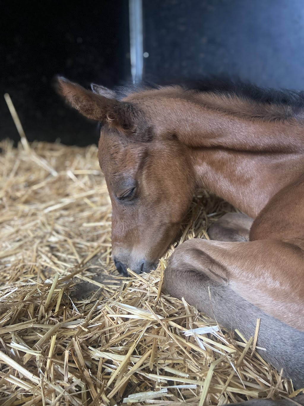 Lanitza Stud & Spelling | 775 Parker Rd, Lanitza NSW 2460, Australia | Phone: 0416 785 083
