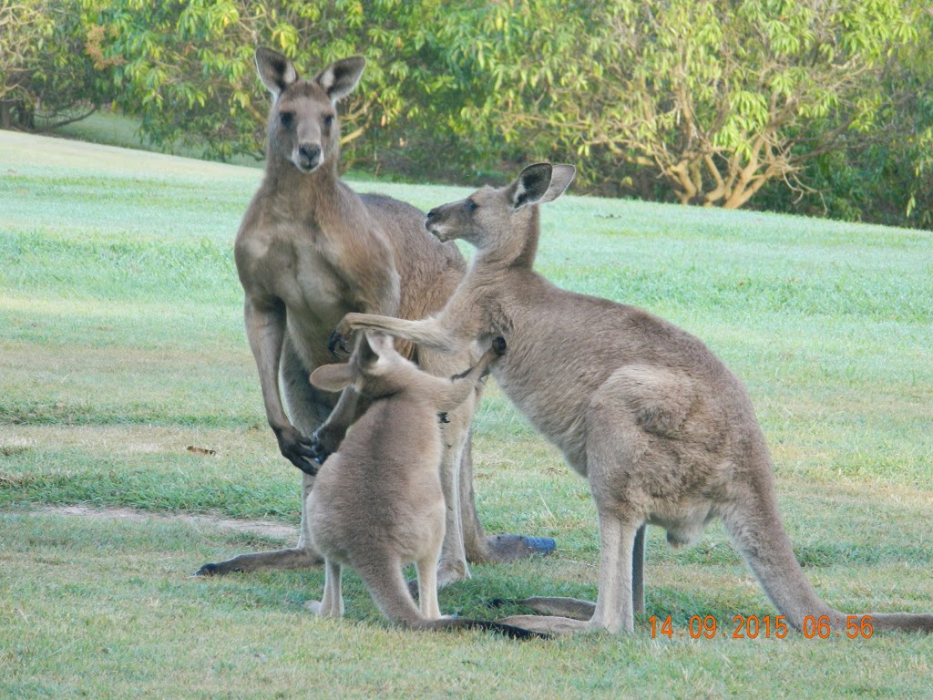 Lake Barra Cottages | lodging | 1891 Anderleigh Rd, Anderleigh QLD 4570, Australia | 0477477195 OR +61 477 477 195