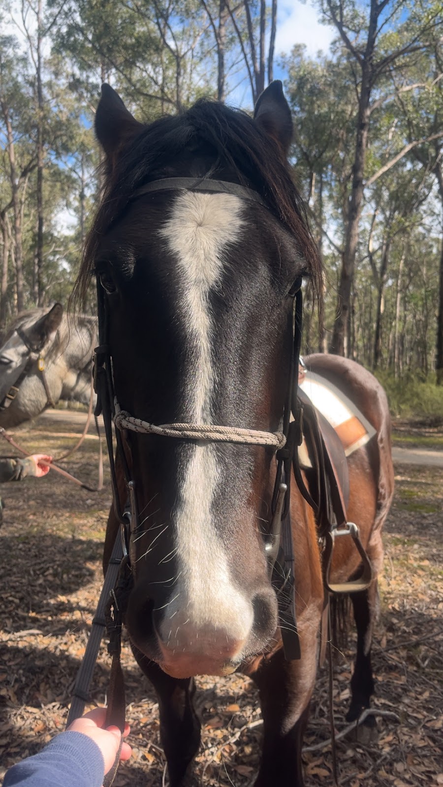 Lancaster’s Horse Rides | Lancaster Rd, Swan Reach VIC 3903, Australia | Phone: 0458 211 123