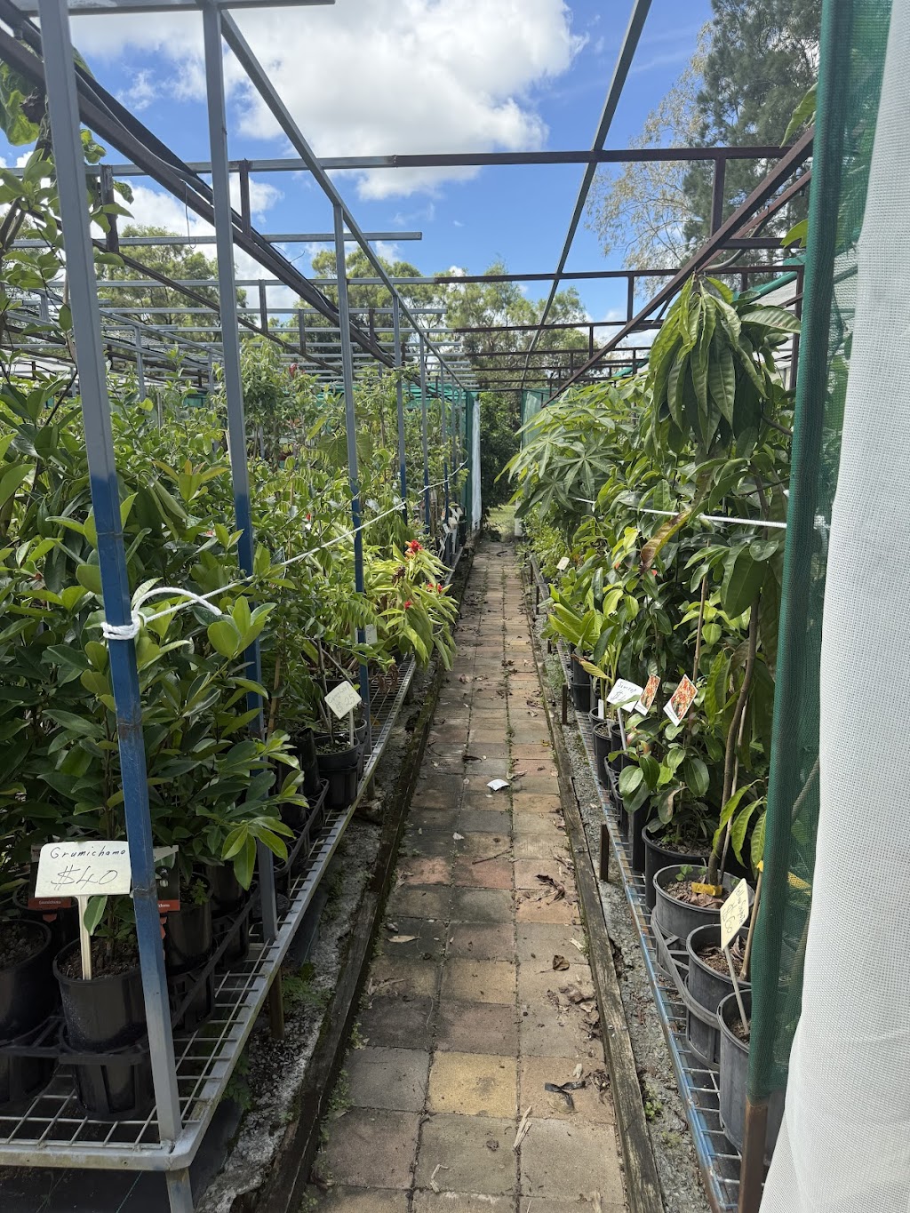 The Backyard Plant Nursery | 697 Beaudesert Beenleigh Rd, Wolffdene QLD 4207, Australia | Phone: 0417 075 307 The Backyard Plant Nursery | 697 Beaudesert Beenleigh Rd, Wolffdene QLD 4207, Australia | Phone: 0417 075 307