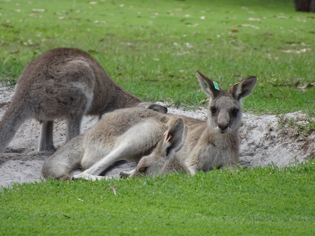 Nelson Bay Golf Club | 57 Dowling St, Nelson Bay NSW 2315, Australia | Phone: (02) 4981 1132