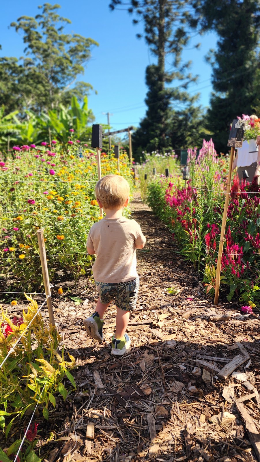 Weeping Willow Farm | Palmdale Rd, Palmdale NSW 2258, Australia | Phone: 0494 382 283