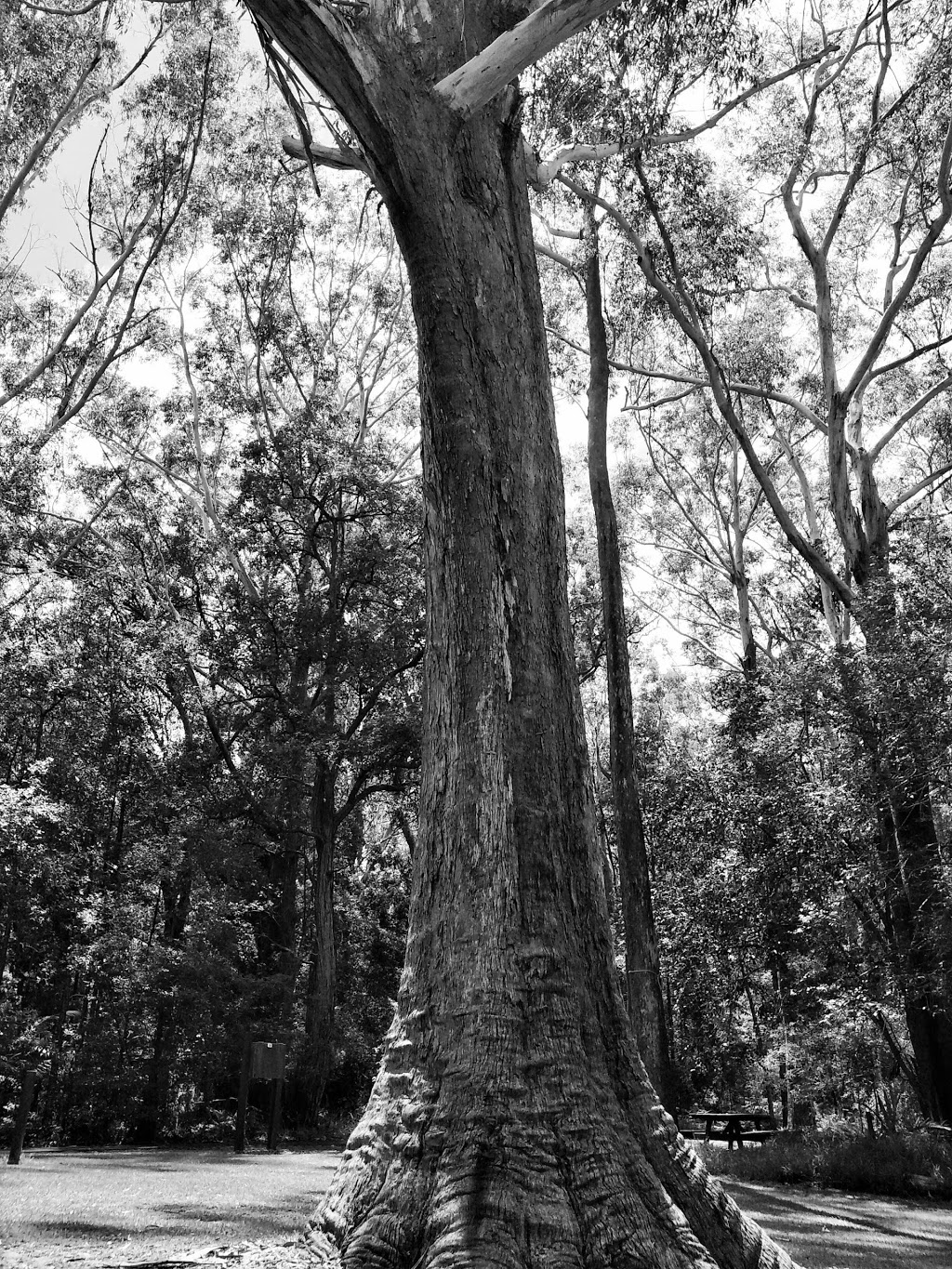 Botanic Gardens Parking | Coffs Harbour NSW 2450, Australia