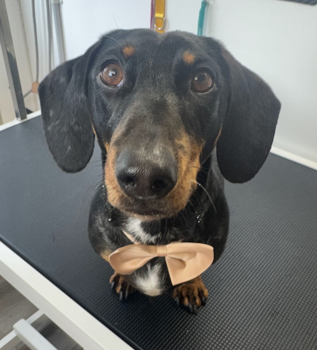 Simply Pawgeous Grooming | 951 Dicksons Rd, Dooralong NSW 2259, Australia | Phone: 0484 671 351