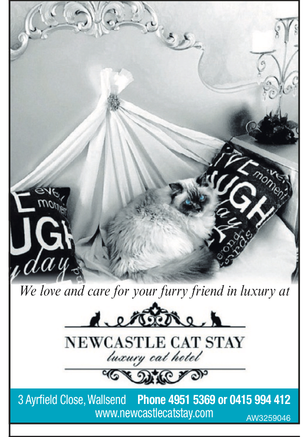 Newcastle Cat Stay - Luxury Cat Hotel | lodging | 3 Ayrfield Cl, Wallsend NSW 2287, Australia | 0415994412 OR +61 415 994 412