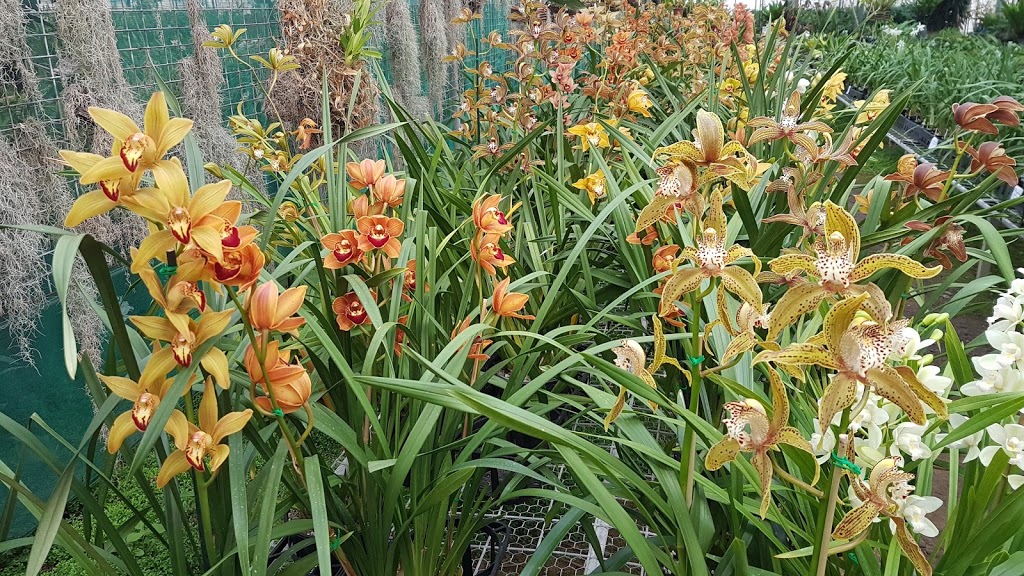 Royale Orchids | 70 Brieses Rd, Peats Ridge NSW 2250, Australia | Phone: (02) 4375 1199
