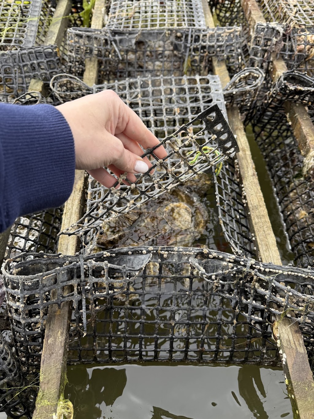 Fleurtys Oyster Farm Tours | 110 Benbows Rd, Oyster Cove TAS 7150, Australia | Phone: 0419 744 975