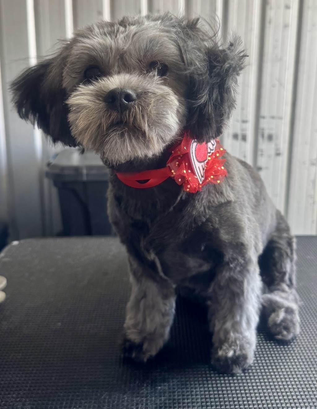 Perfect Paws Dog Spa - GV | 16 McFarlane Rd, Mooroopna VIC 3629, Australia | Phone: 0407 871 900