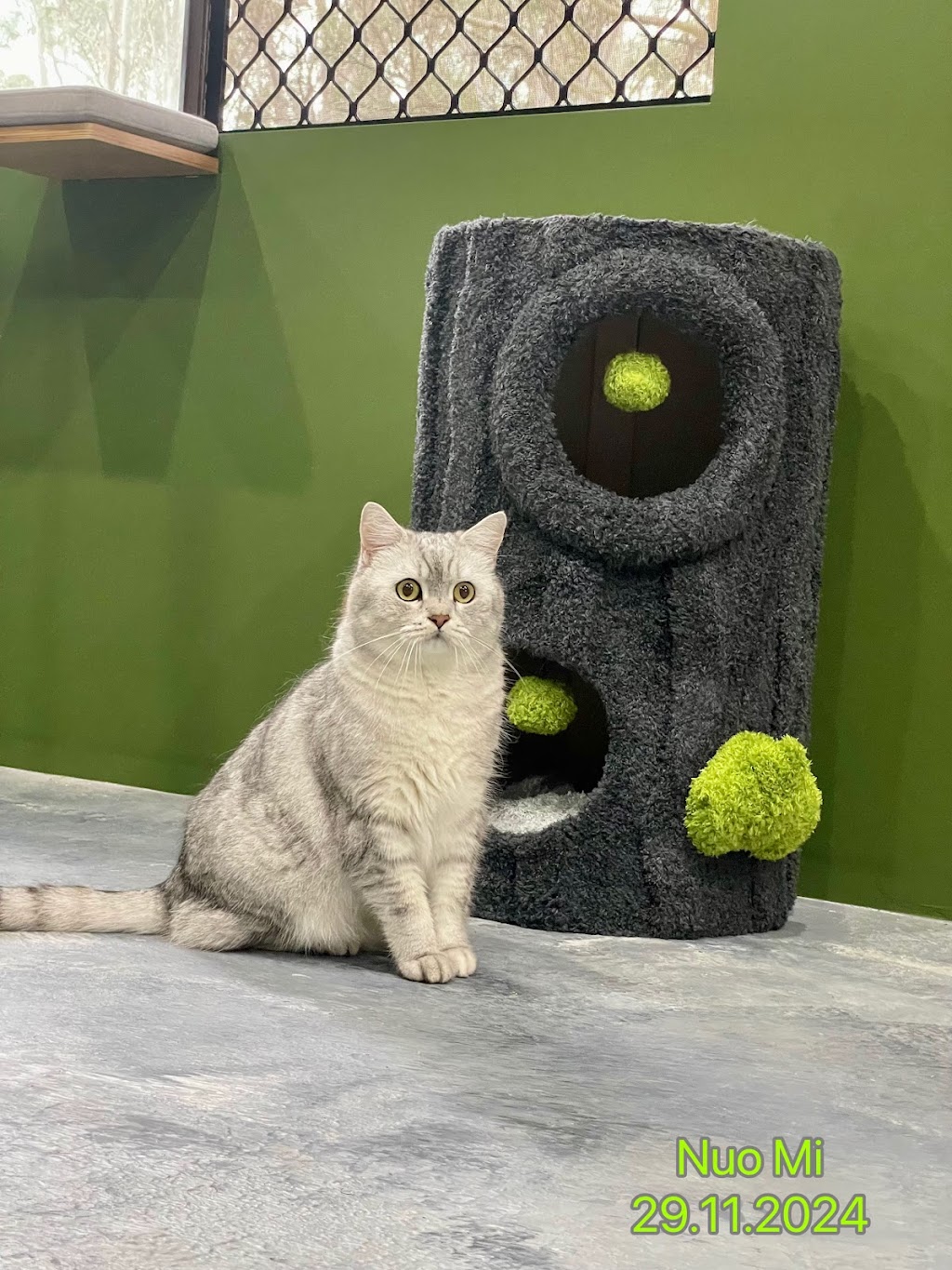 FluffyMW Cattery Boarding | Glenidol Rd, Oakville NSW 2765, Australia | Phone: 0499 142 889