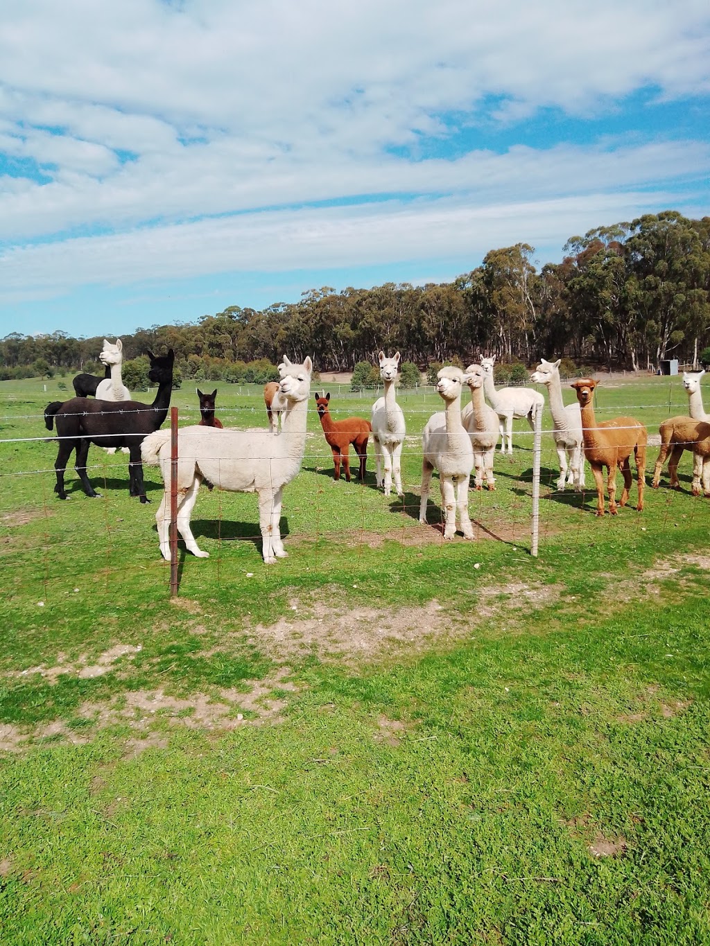 Dundreugan Alpacas | One Eye Forest Rd POB 629, Heathcote VIC 3523, Australia | Phone: 0425 738 660