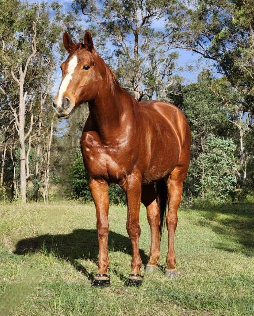 Tranquil Island Horse Experiences and Trail Obstacles | 748 Sackville Rd, Ebenezer NSW 2756, Australia | Phone: 0418 220 927