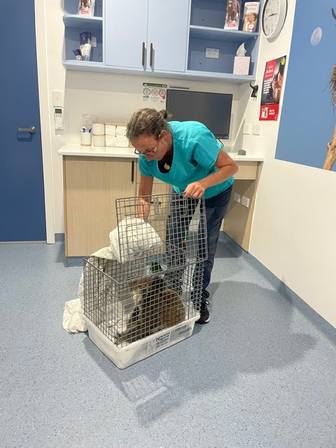 Minjerribah Wildlife Veterinary and Conservation Foundation | 8 Bingle Rd, Dunwich QLD 4183, Australia | Phone: (07) 3487 1009