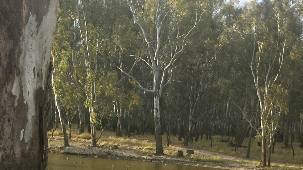 Yarrawonga Apiaries | 57 Cullens Rd, Yarrawonga VIC 3730, Australia | Phone: (03) 5744 2656