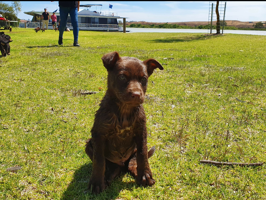 Avoca Dell Boat Ramp | Murray Dr, Avoca Dell SA 5253, Australia | Phone: (08) 8539 1100