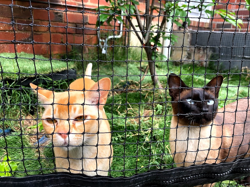 Pet Nets Victoria Cat Enclosures | 74 Fairy St, Bell Post Hill VIC 3215, Australia | Phone: 0408 394 220
