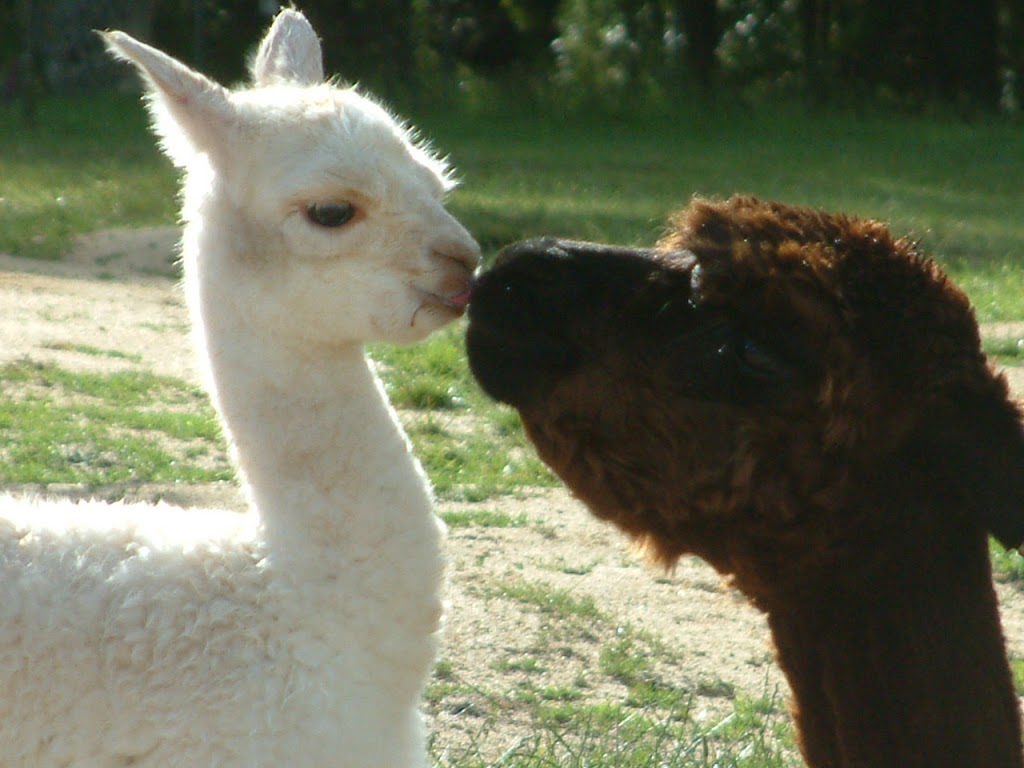 Alternative View Alpacas | 65 Pines Rd, Mirboo North VIC 3871, Australia | Phone: 0427 201 192