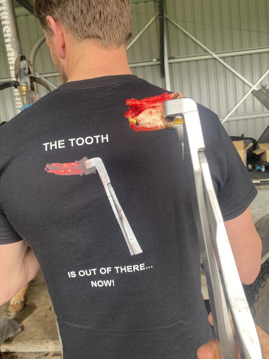 Advanced Equine Dentistry | 245 Gellibrand Dr, Sandford TAS 7020, Australia | Phone: 0418 598 621