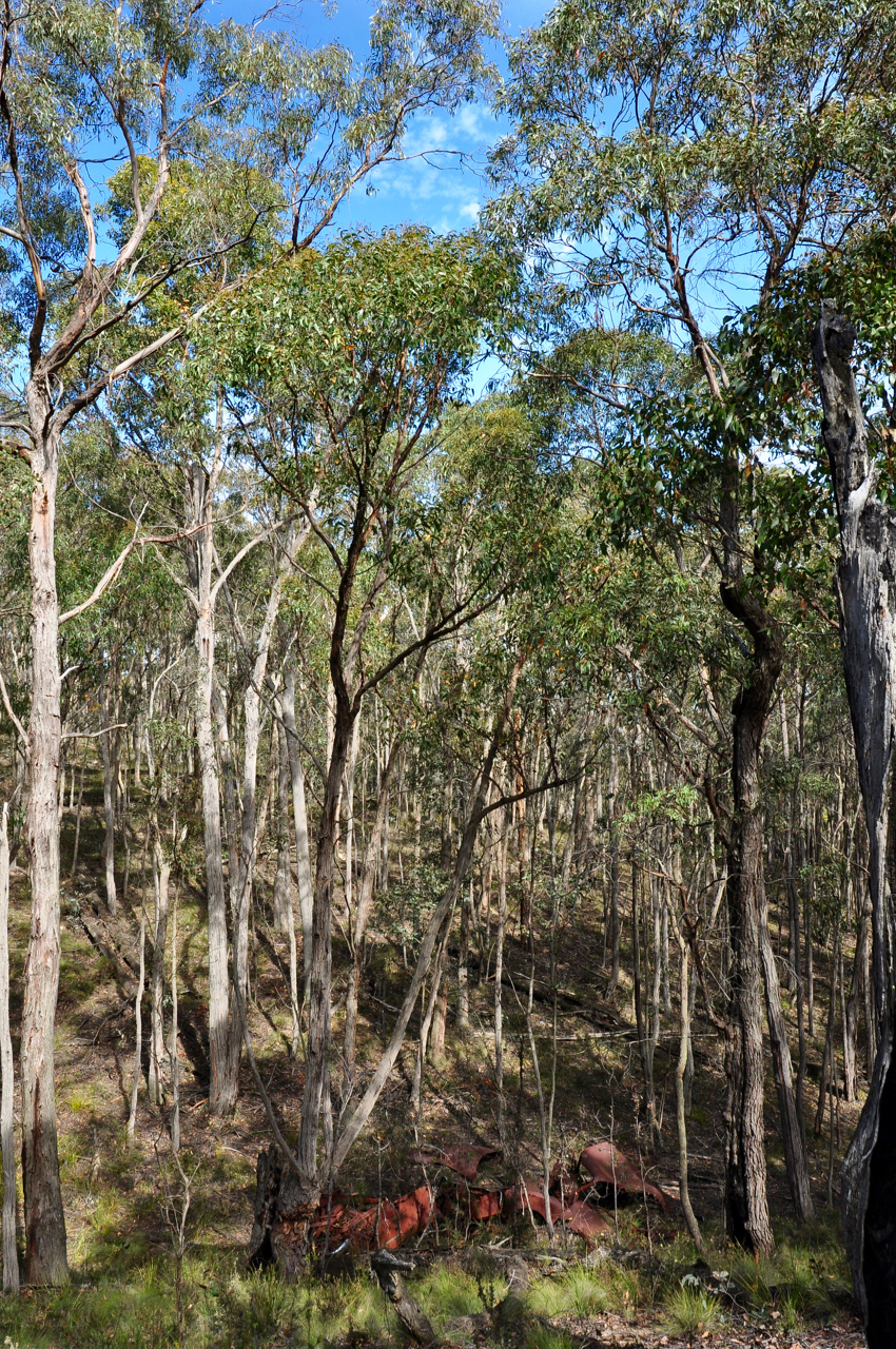 Lerderderg State Park | Victoria, Australia