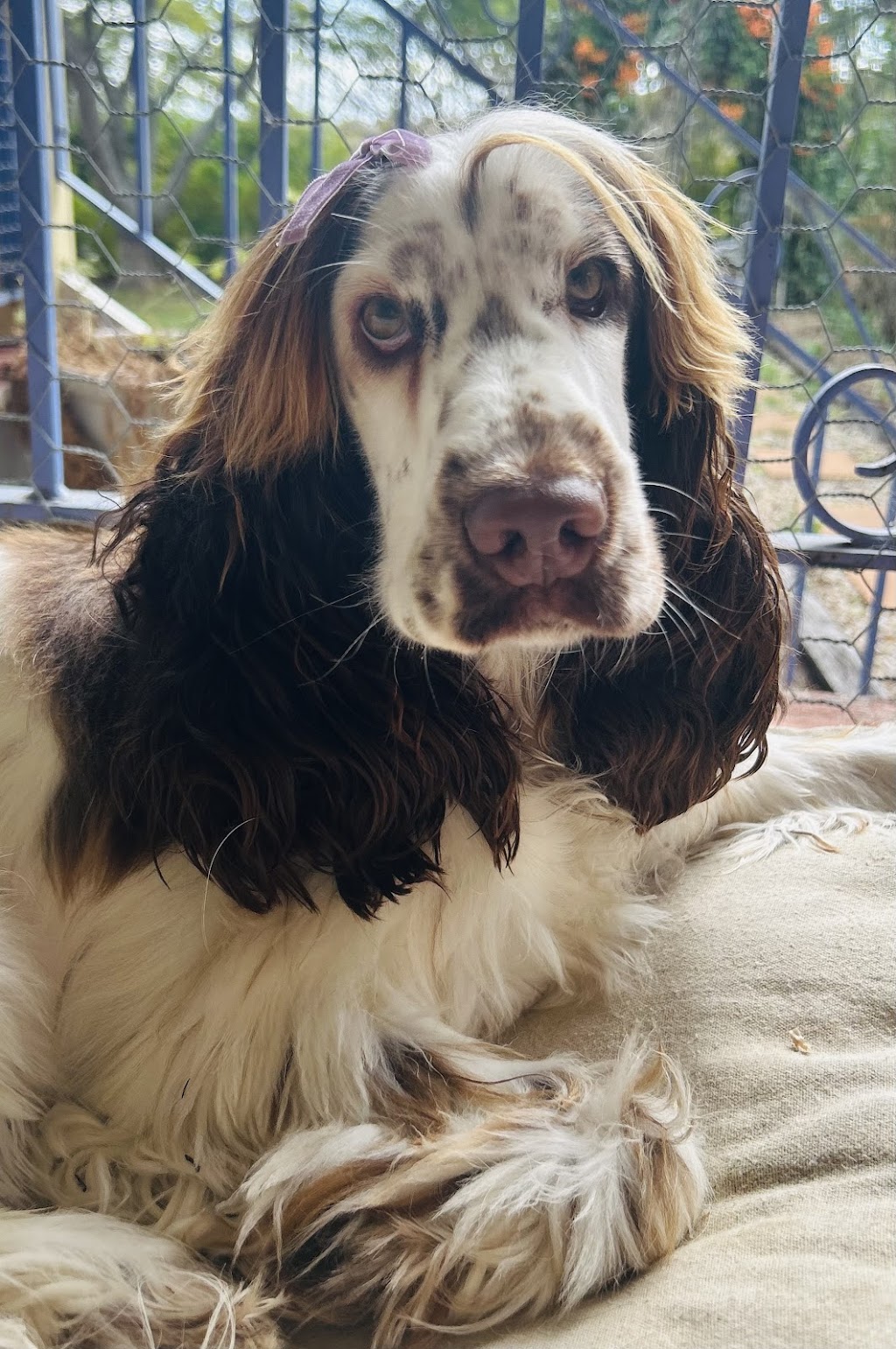 Barkin Bubbles Pet Services | 53 Back Ma Ma Rd, Winwill QLD 4347, Australia | Phone: 0447 639 953