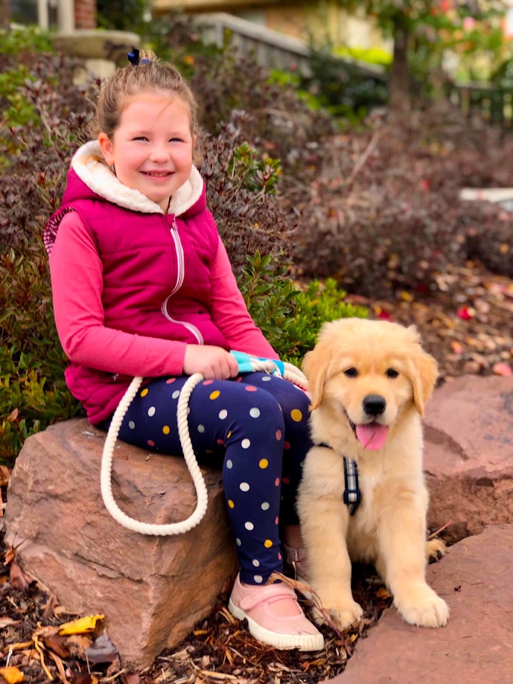 Crystal Creek Kennels - Purebred Golden Retrievers | 1043 Break Oday Rd, Glenburn VIC 3717, Australia | Phone: 0481 063 435