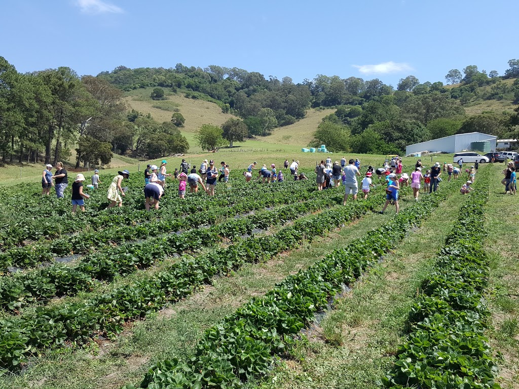 Kareelah Berry Farm | 522 Marshall Mount Rd, Marshall Mount NSW 2530, Australia