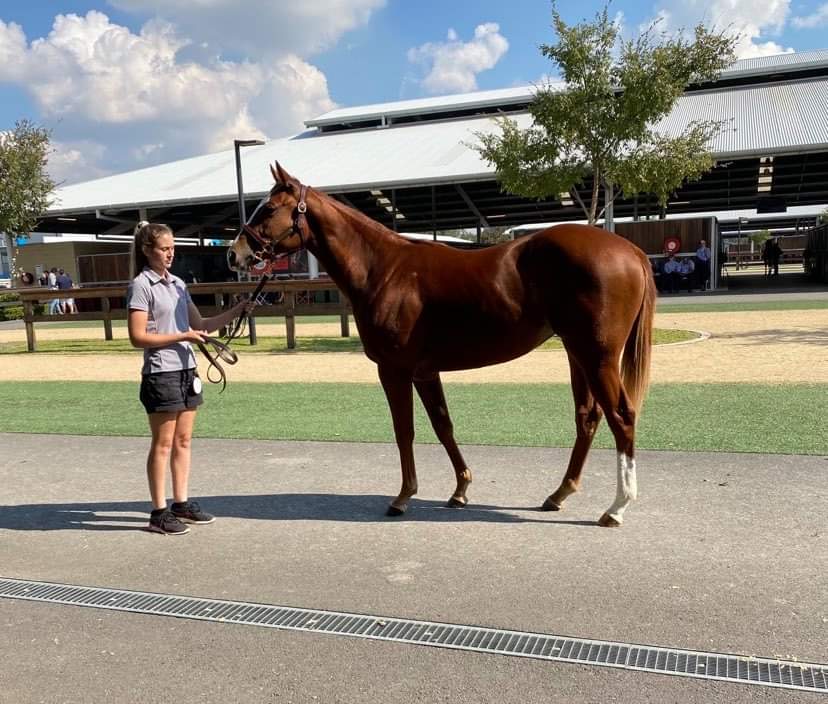 Lanitza Stud & Spelling | 775 Parker Rd, Lanitza NSW 2460, Australia | Phone: 0416 785 083