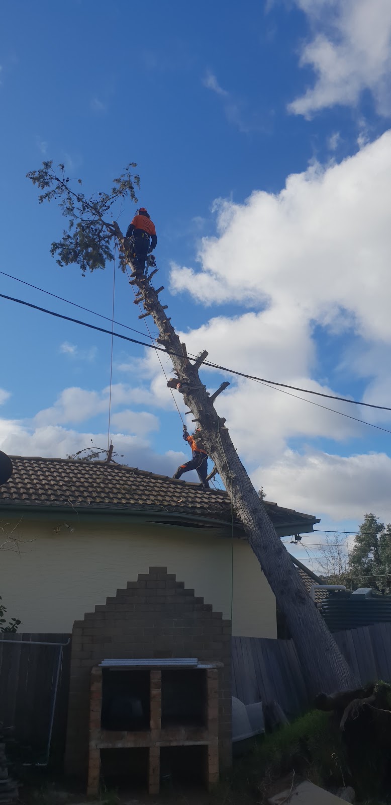 Lances Tree Care | 58 Kinabalu Dr, Tamborine Mountain QLD 4272, Australia | Phone: 0419 181 919