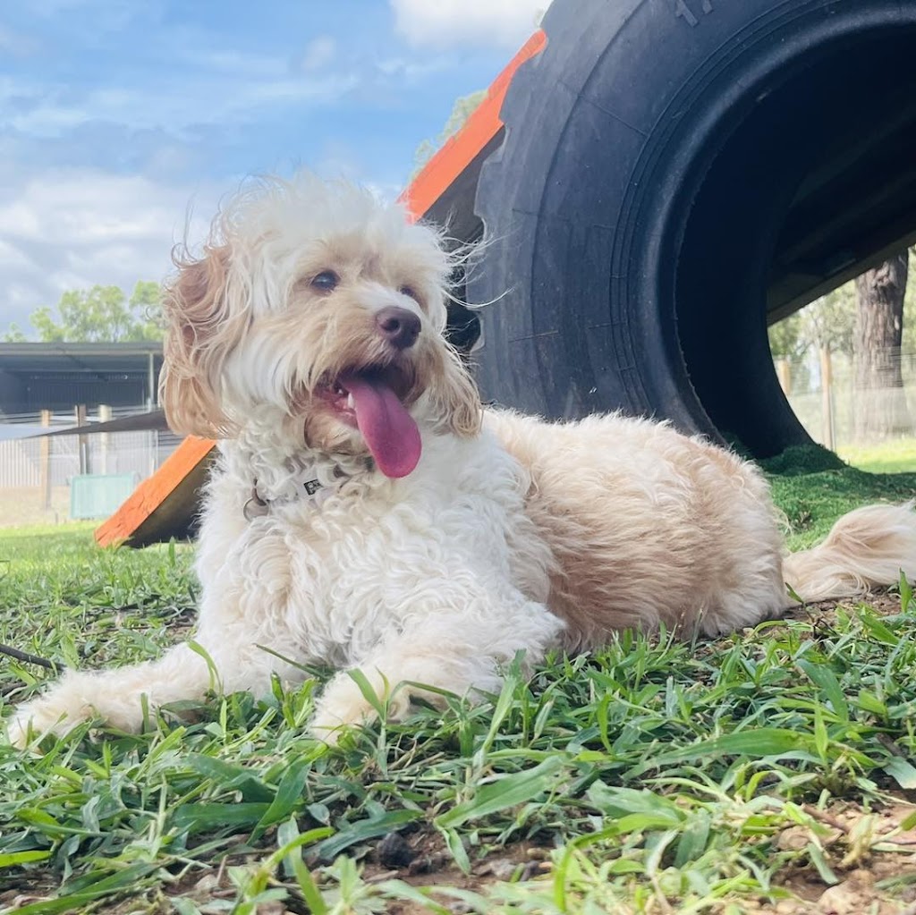 Pamper Paws by Krystal | 467 Mount View Rd, Mount View NSW 2325, Australia | Phone: 0431 227 078