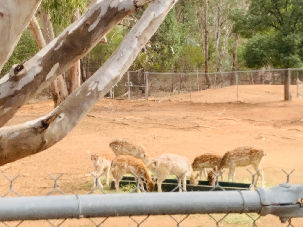 Wagga Wagga Zoo & Aviary | zoo | MacLeay St, Turvey Park NSW 2650, Australia | 0269269100 OR +61 2 6926 9100