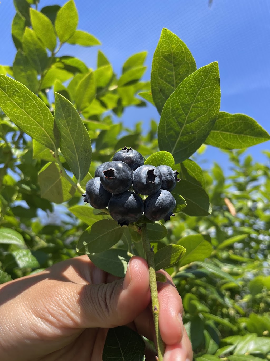 Higgins Creek Farm | 2553 Princes Hwy, Cockwhy NSW 2539, Australia | Phone: 0422 403 501