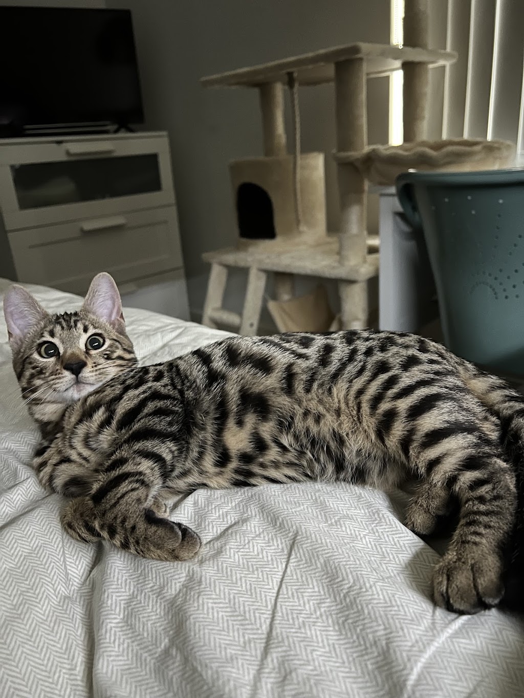 Lecruz Bengals: Registered Breeder In Australia | Minto Rd, Minto NSW 2566, Australia | Phone: 0481 200 229