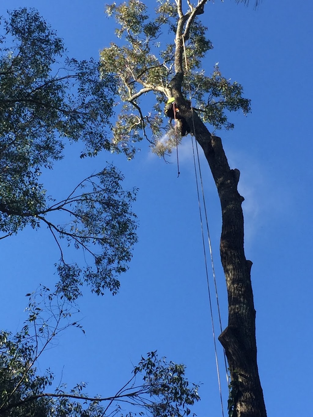 Gold Coast Tree Loppers | Helensvale QLD 4212, Australia | Phone: 0411 722 434