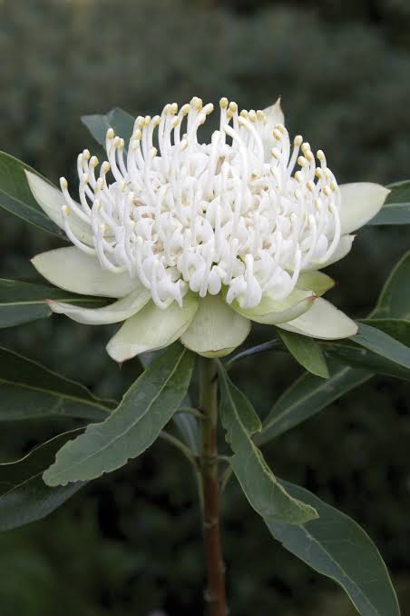 White Waratah Shoppe | florist | Cockatoo VIC 3781, Australia | 0359689327 OR +61 3 5968 9327