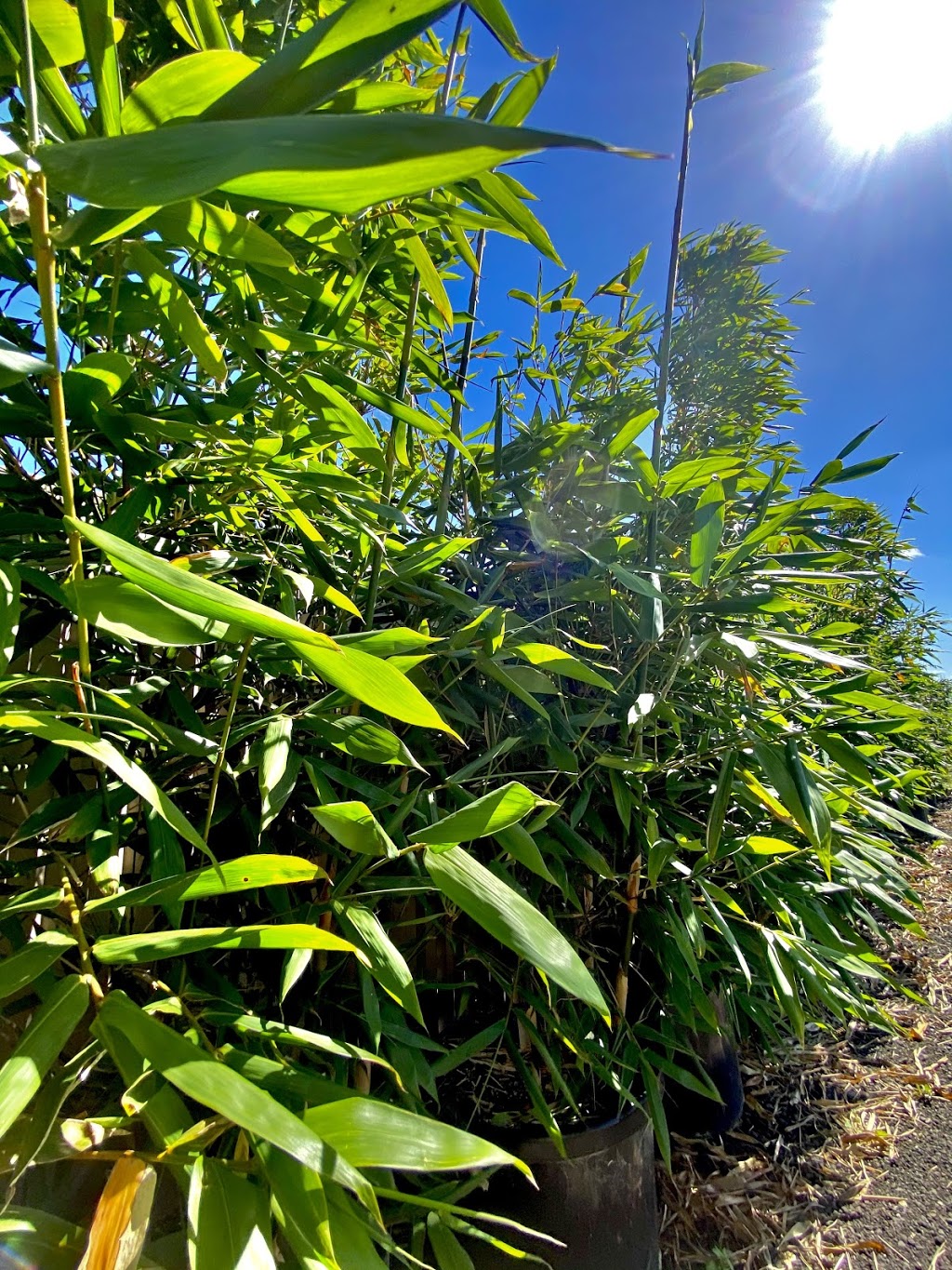 Barwon Bamboo Nursery | 392-400 Bellarine Hwy, Moolap VIC 3224, Australia | Phone: 0425 803 549