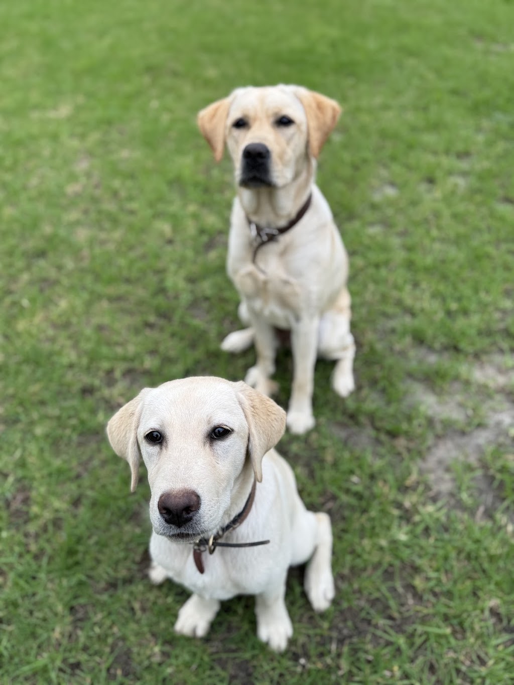 Blue Paws Resort | 172 Church St, Cranebrook NSW 2749, Australia | Phone: 0432 696 017