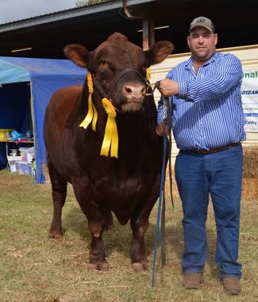 Haycock Pine Villa Red Angus Stud | 162 Higgins Rd, Yeoval NSW 2868, Australia | Phone: (02) 6846 4060