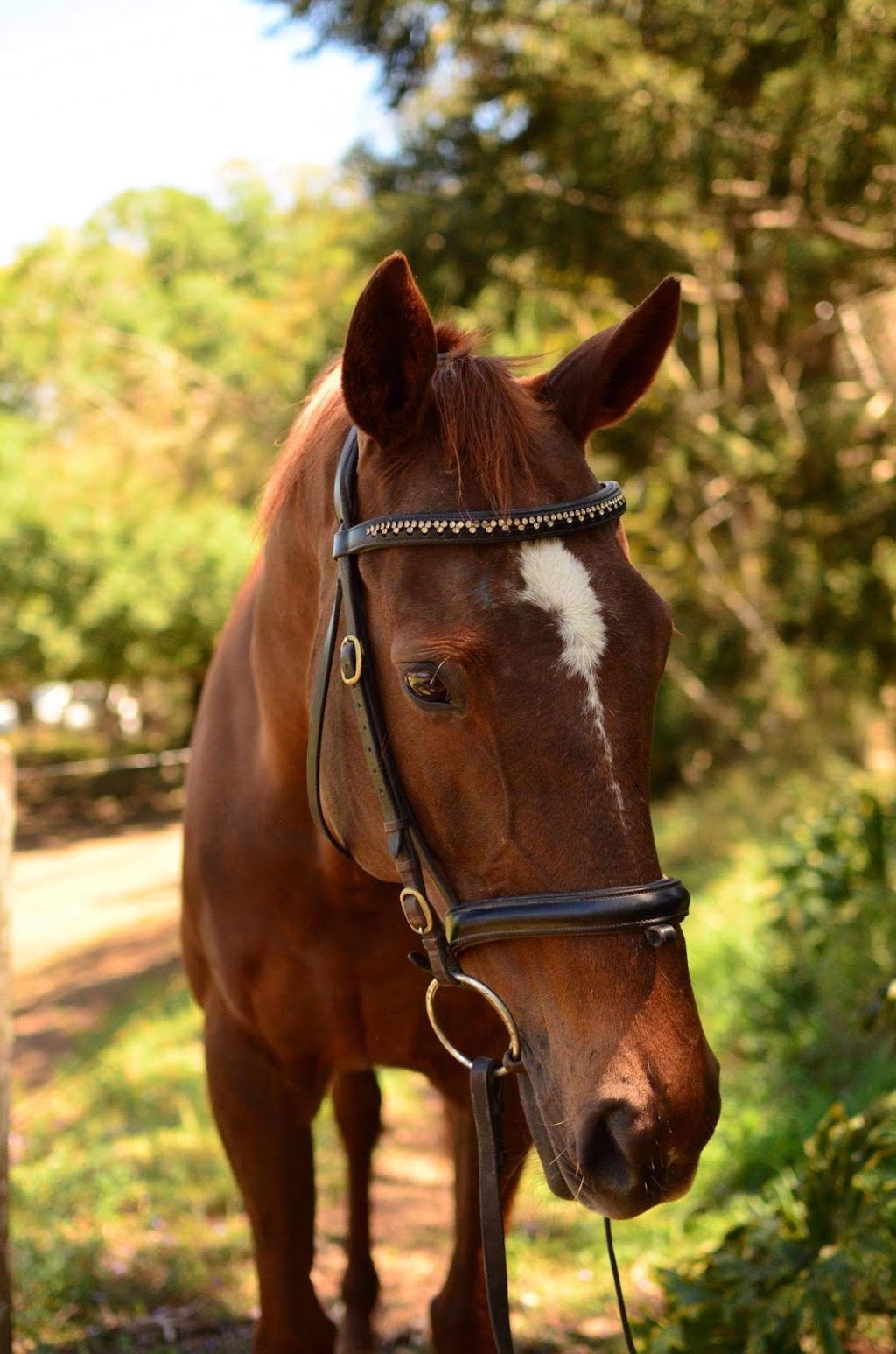 Riverside Equestrian Centre | 3666 Moggill Rd, Moggill QLD 4070, Australia | Phone: 0478 646 354