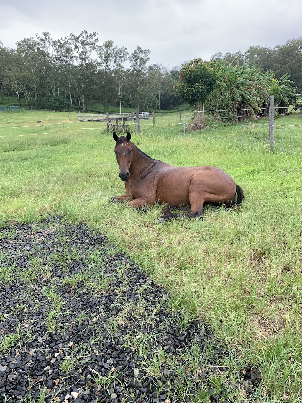Mount Jukes Family Farm | 1000 Kuttabul Mount Jukes Rd, Mount Jukes QLD 4740, Australia | Phone: 0417 928 099