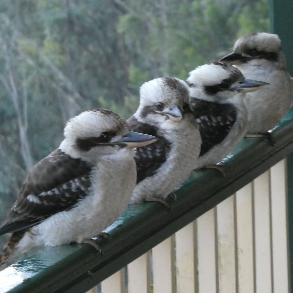 Wild Cherry Bed & Breakfast | Church Hill Rd, Walhalla VIC 3825, Australia | Phone: 1800 855 354