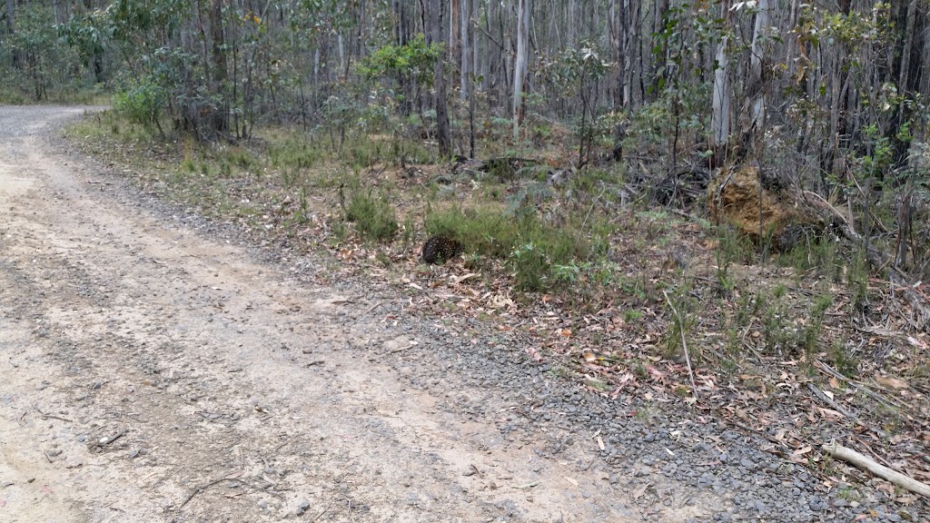 Wombat State Forest | park | Corner Track, Ashbourne VIC 3442, Australia
