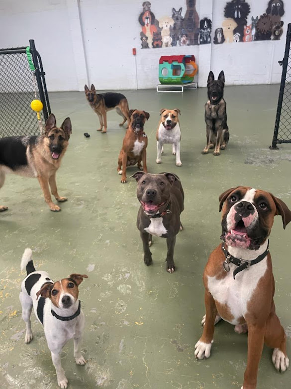 Playful Pups Doggy Daycare | 11 Citrus St, Braeside VIC 3195, Australia | Phone: 1800 364 497