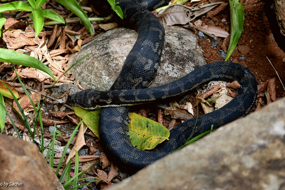 Mary Cairncross Scenic Reserve Rainforest Discovery Centre | park | 165 Mountain View Rd, Maleny QLD 4552, Australia | 0754296122 OR +61 7 5429 6122