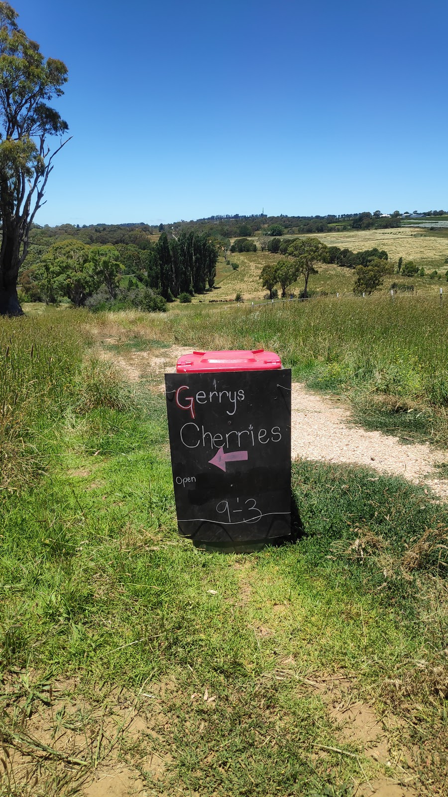Gerrys Cherries | 99 Akhurst Rd, Borenore NSW 2800, Australia | Phone: 0422 424 908