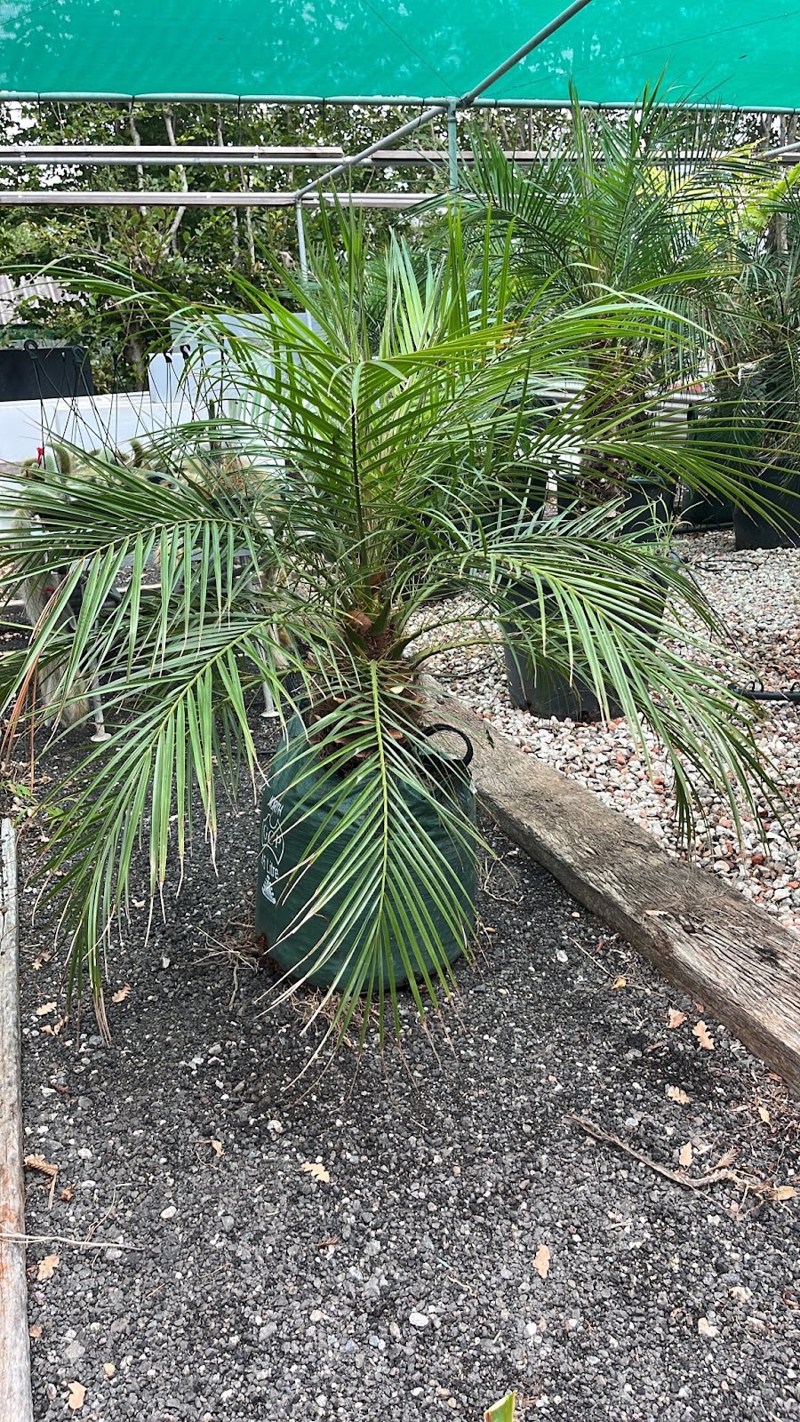 Explosive Growth Nursery | 218 Annangrove Rd, Annangrove NSW 2156, Australia | Phone: 0405 426 919