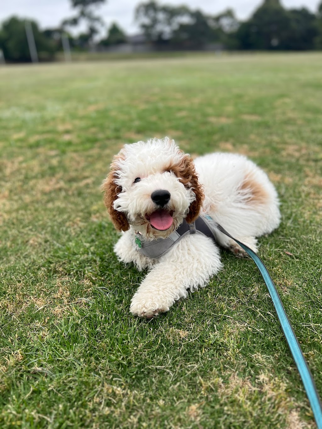 Enchanted Kennels Puppies Victoria | Northern Hwy, Toolleen VIC 3551, Australia | Phone: 0477 749 158