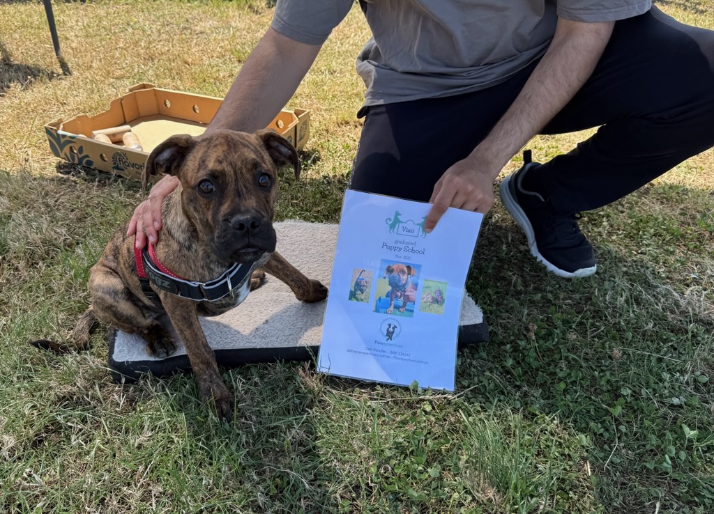 Pawspectives | 302 High St, Nagambie VIC 3608, Australia | Phone: 0481 336 642